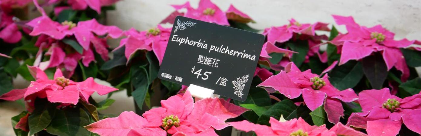 Price tags for Brighten Floriculture flower shop – Edikio testimonial